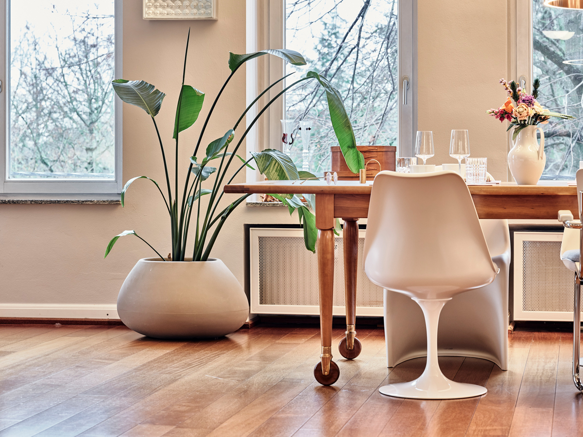 Essbereich mit Shaker Tisch von Habit auf Holzparkett, umgeben von weißen Designerstühlen und einem großen Pflanztopf mit grüner Blattpflanze vor Fenstern.